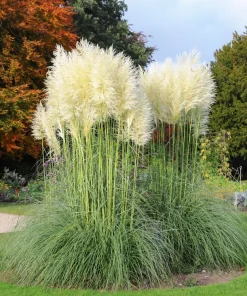 200 White Pampas Grass Seeds - Cortaderia Selloana Ornamental Flower - Image 8