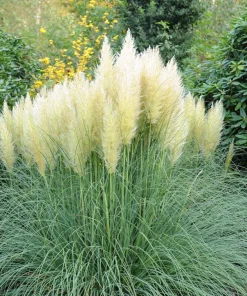 200 White Pampas Grass Seeds - Cortaderia Selloana Ornamental Flower - Image 9