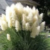 200 White Pampas Grass Seeds - Cortaderia Selloana Ornamental Flower - Image 1