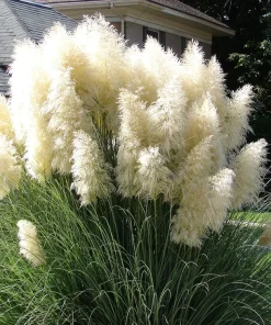 200 White Pampas Grass Seeds - Cortaderia Selloana Ornamental Flower - Image 1