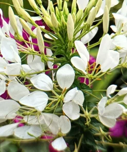 200 White Queen Cleome Seeds - Spider Flower Seeds for Garden - Image 2