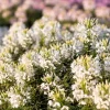 200 White Queen Cleome Seeds - Spider Flower Seeds for Garden - Image 1