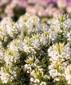 200 White Queen Cleome Seeds - Spider Flower Seeds for Garden - Image 1