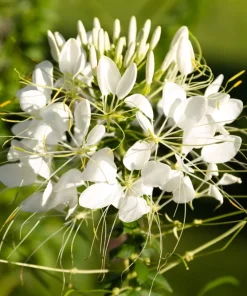 200 White Queen Cleome Seeds - Spider Flower Seeds for Garden - Image 3