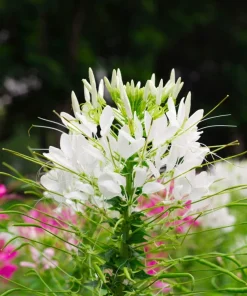 200 White Queen Cleome Seeds - Spider Flower Seeds for Garden - Image 4
