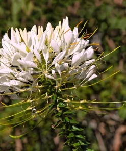 200 White Queen Cleome Seeds - Spider Flower Seeds for Garden - Image 5