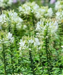 200 White Queen Cleome Seeds - Spider Flower Seeds for Garden - Image 6