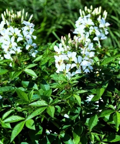 200 White Queen Cleome Seeds - Spider Flower Seeds for Garden - Image 7