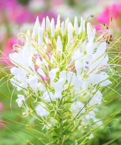 200 White Queen Cleome Seeds - Spider Flower Seeds for Garden - Image 8