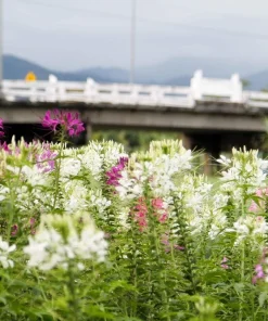 200 White Queen Cleome Seeds - Spider Flower Seeds for Garden - Image 9