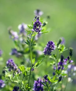 2000 Alfalfa Medicago Sativa Seeds - Flower Plant Seeds for Garden - Image 10