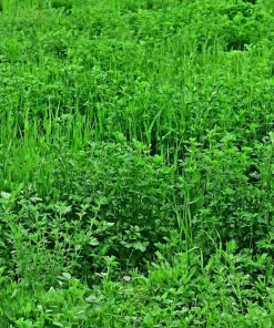 2000 Alfalfa Medicago Sativa Seeds - Flower Plant Seeds for Garden - Image 2