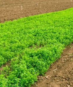 2000 Alfalfa Medicago Sativa Seeds - Flower Plant Seeds for Garden - Image 3