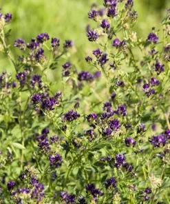 2000 Alfalfa Medicago Sativa Seeds - Flower Plant Seeds for Garden - Image 4