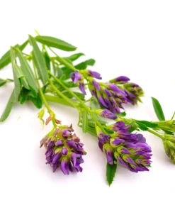 2000 Alfalfa Medicago Sativa Seeds - Flower Plant Seeds for Garden - Image 5