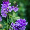 2000 Alfalfa Medicago Sativa Seeds - Flower Plant Seeds for Garden - Image 1