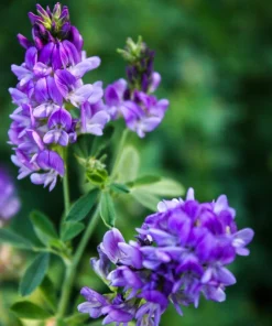 2000 Alfalfa Medicago Sativa Seeds - Flower Plant Seeds for Garden - Image 1