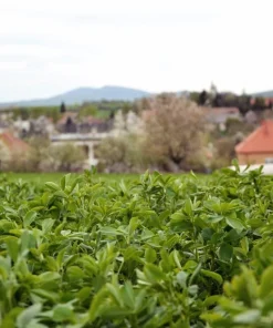 2000 Alfalfa Medicago Sativa Seeds - Flower Plant Seeds for Garden - Image 6