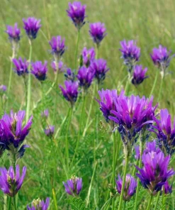 2000 Alfalfa Medicago Sativa Seeds - Flower Plant Seeds for Garden - Image 7