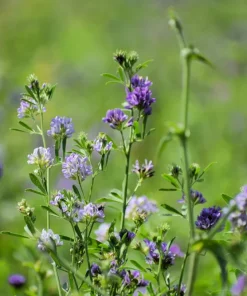 2000 Alfalfa Medicago Sativa Seeds - Flower Plant Seeds for Garden - Image 8