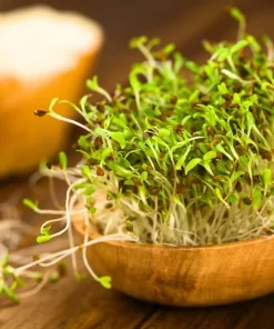 2000 Alfalfa Medicago Sativa Seeds - Flower Plant Seeds for Garden - Image 9