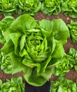 2000 Bibb Lettuce Seeds - Butterhead Vegetable Seeds for Home Gardens - Image 2