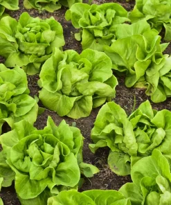 2000 Bibb Lettuce Seeds - Butterhead Vegetable Seeds for Home Gardens - Image 3