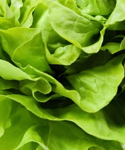 2000 Bibb Lettuce Seeds - Butterhead Vegetable Seeds for Home Gardens - Image 4