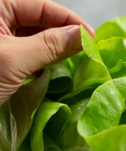 2000 Bibb Lettuce Seeds - Butterhead Vegetable Seeds for Home Gardens - Image 5