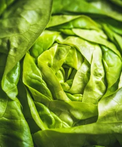 2000 Bibb Lettuce Seeds - Butterhead Vegetable Seeds for Home Gardens - Image 6