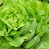 2000 Bibb Lettuce Seeds - Butterhead Vegetable Seeds for Home Gardens - Image 1