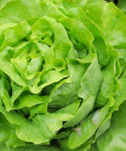 2000 Bibb Lettuce Seeds - Butterhead Vegetable Seeds for Home Gardens - Image 1