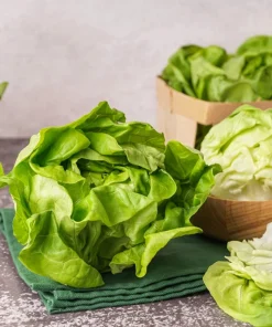 2000 Bibb Lettuce Seeds - Butterhead Vegetable Seeds for Home Gardens - Image 8