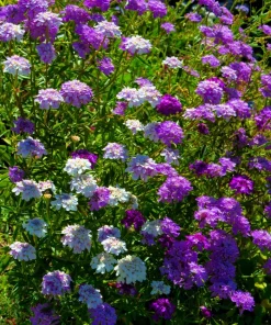2000 Candytuft Seeds Mixed Colors - Tall Mix Iberis Umbellata Flower Seeds - Image 10