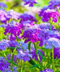 2000 Candytuft Seeds Mixed Colors - Tall Mix Iberis Umbellata Flower Seeds - Image 2