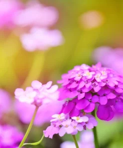 2000 Candytuft Seeds Mixed Colors - Tall Mix Iberis Umbellata Flower Seeds - Image 3