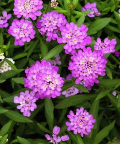 2000 Candytuft Seeds Mixed Colors - Tall Mix Iberis Umbellata Flower Seeds - Image 4