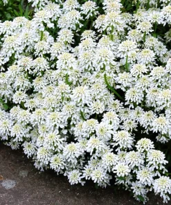2000 Candytuft Seeds Mixed Colors - Tall Mix Iberis Umbellata Flower Seeds - Image 5