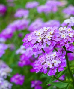 2000 Candytuft Seeds Mixed Colors - Tall Mix Iberis Umbellata Flower Seeds - Image 6