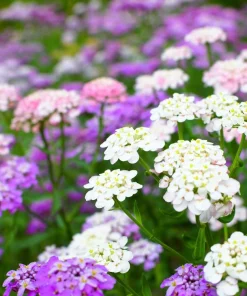 2000 Candytuft Seeds Mixed Colors - Tall Mix Iberis Umbellata Flower Seeds - Image 7