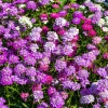 2000 Candytuft Seeds Mixed Colors - Tall Mix Iberis Umbellata Flower Seeds - Image 1