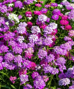2000 Candytuft Seeds Mixed Colors - Tall Mix Iberis Umbellata Flower Seeds - Image 1