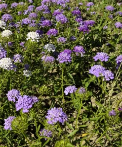 2000 Candytuft Seeds Mixed Colors - Tall Mix Iberis Umbellata Flower Seeds - Image 9