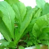 2,000 Chinese Mustard Green Seeds - Gai Choy Vegetable Seeds for Planting - Image 1