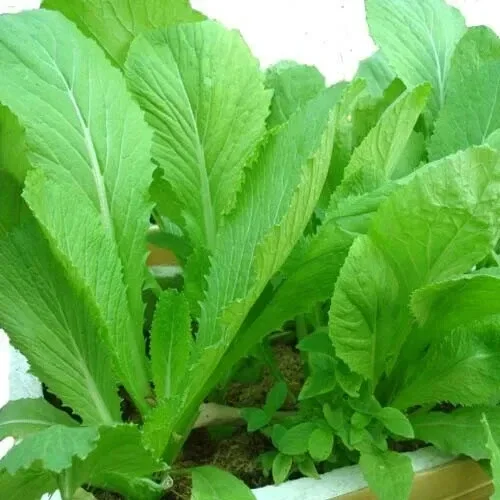 2,000 Chinese Mustard Green Seeds - Gai Choy Vegetable Seeds for Planting - Image 1