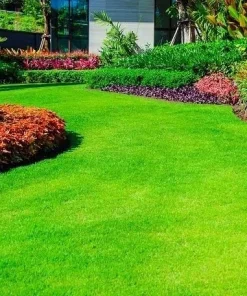 2,000 Emerald Zoysia Grass Seeds – Premium Lawn Turf, Drought & Heat Tolerant - Image 1