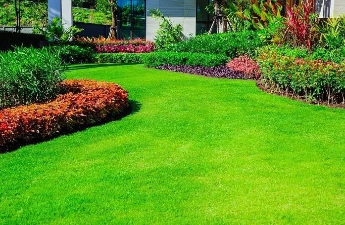 2,000 Emerald Zoysia Grass Seeds – Premium Lawn Turf, Drought & Heat Tolerant - Image 1