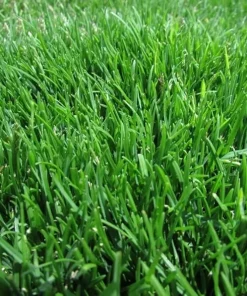 2,000 Emerald Zoysia Grass Seeds – Premium Lawn Turf, Drought & Heat Tolerant - Image 2