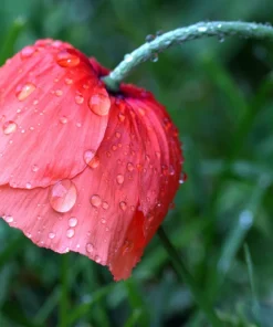 2000 Mixed Color Shirley Poppy Flower Seeds - Papaver Rhoeas - Image 10