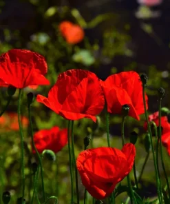 2000 Mixed Color Shirley Poppy Flower Seeds - Papaver Rhoeas - Image 11